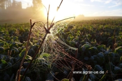 herbst_3